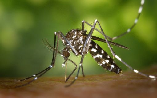Comment reconnaître le moustique tigre ? Comment s'en protéger et prévenir sa prolifération ?