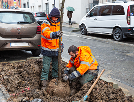 Le plan arbres se poursuit : 900 arbres plantés à Montreuil en 2025