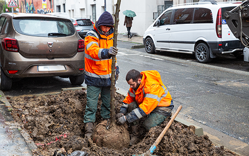 Le plan arbres se poursuit : 900 arbres plantés à Montreuil en 2025