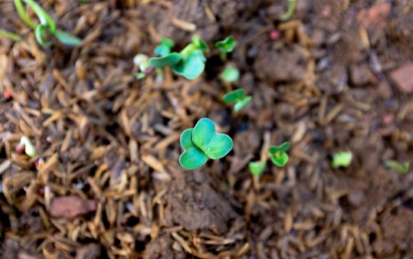 Montreuil | À la découverte de la biodiversité des sols