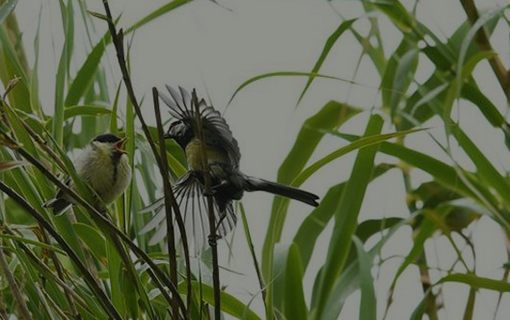 Rendez-vous découverte de la biodiversité