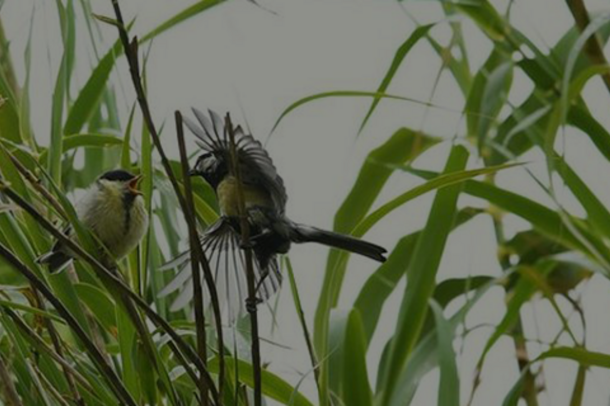 Rendez-vous découverte de la biodiversité